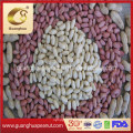 EU Standard Blanched Peanut Kernels New Crop